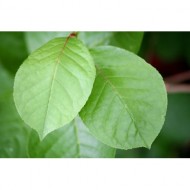 two-green-leaves-thumbnail