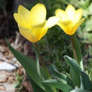 Two Yellow Tulips - Free High Resolution Photo