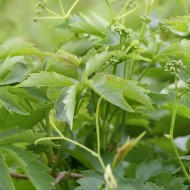 Virginia Creeper Vine Leaves and Flower Buds - Free High Resolution Photo