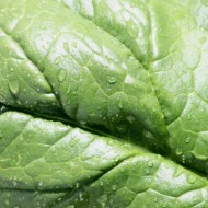 Water Drops on Leaf Texture - Free High Resolution Photo Water Drops on Leaf Texture - Free High Resolution Photo