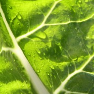 Wet Leaf Close up Texture - Free High Resolution Photo Wet Leaf Close up Texture - Free High Resolution Photo