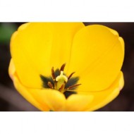 yellow-tulip-close-up-thumbnail