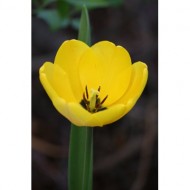 yellow-tulip-thumbnail