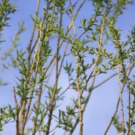 Branches Covered with Spring Leaves against Blue Sky - Free High Resolution Photo