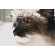 cat-with-eyes-closed-basking-in-sunbeam-close-up-thumbnail