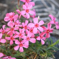 Creeping Phlox Pink Flowers - Free High Resolution Photo