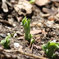Pea Sprouts in Spring Garden - Free High Resolution Photo