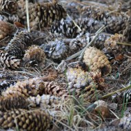 Pine Cones - free high resolution photo