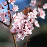 Pink Blossoms on Plum Tree - Free High Resolution Photo
