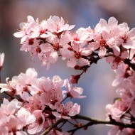 Pink Plum Blossoms - Free High Resolution Photo