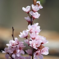 Plum Blossoms - Free High Resolution Photo