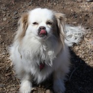 Small Dog with Tongue Sticking Out - Free High Resolution Photo Small Dog with Tongue Sticking Out - Free High Resolution Photo