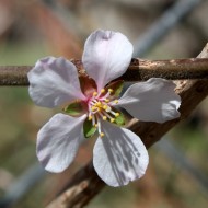 Solitary White Blossoms Close Up - Free High Resolution Photo