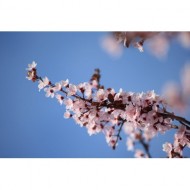 sprig-of-pink-plum-blossoms-thumbnail