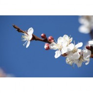 white-apricot-blossoms-and-red-flower-buds-thumbnail