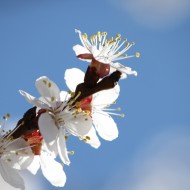 White Blossoms Against Blue Sky - Free High Resolution Photo