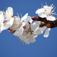 White Spring Fruit Blossoms - Free High Resolution Photo