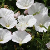 Bindweed Flowers Blooming - Free High Resolution Photo