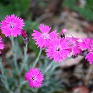 Pink Dianthus Flowers - Free High Resolution Photo