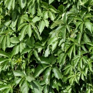 Virginia Creeper Green Leaves Texture - Free High Resolution Photo