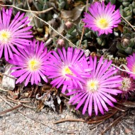 Pink Ice Plant Flowers Close Up - Free High Resolution Photo