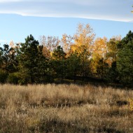 Autumn Meadow - Free High Resolution Photo