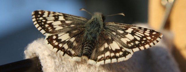 Brown and White Butterfly - Checkered Skipper - free high resolution photo