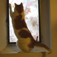 Cat Playing in Window Sill - Free High Resolution Photo