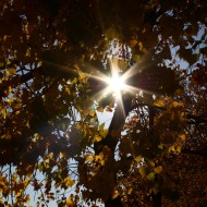 Sun Through Autumn Leaves - Free High Resolution Photo