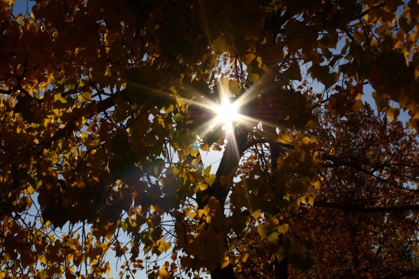Sun Through Autumn Leaves - Free High Resolution Photo