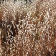 Sunlight on Fall Meadow Grass Close Up - Free High Resolution Photo