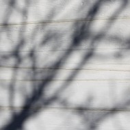 Winter Tree Branch Shadows on White Paneled Wall Texture - Free High Resolution Photo