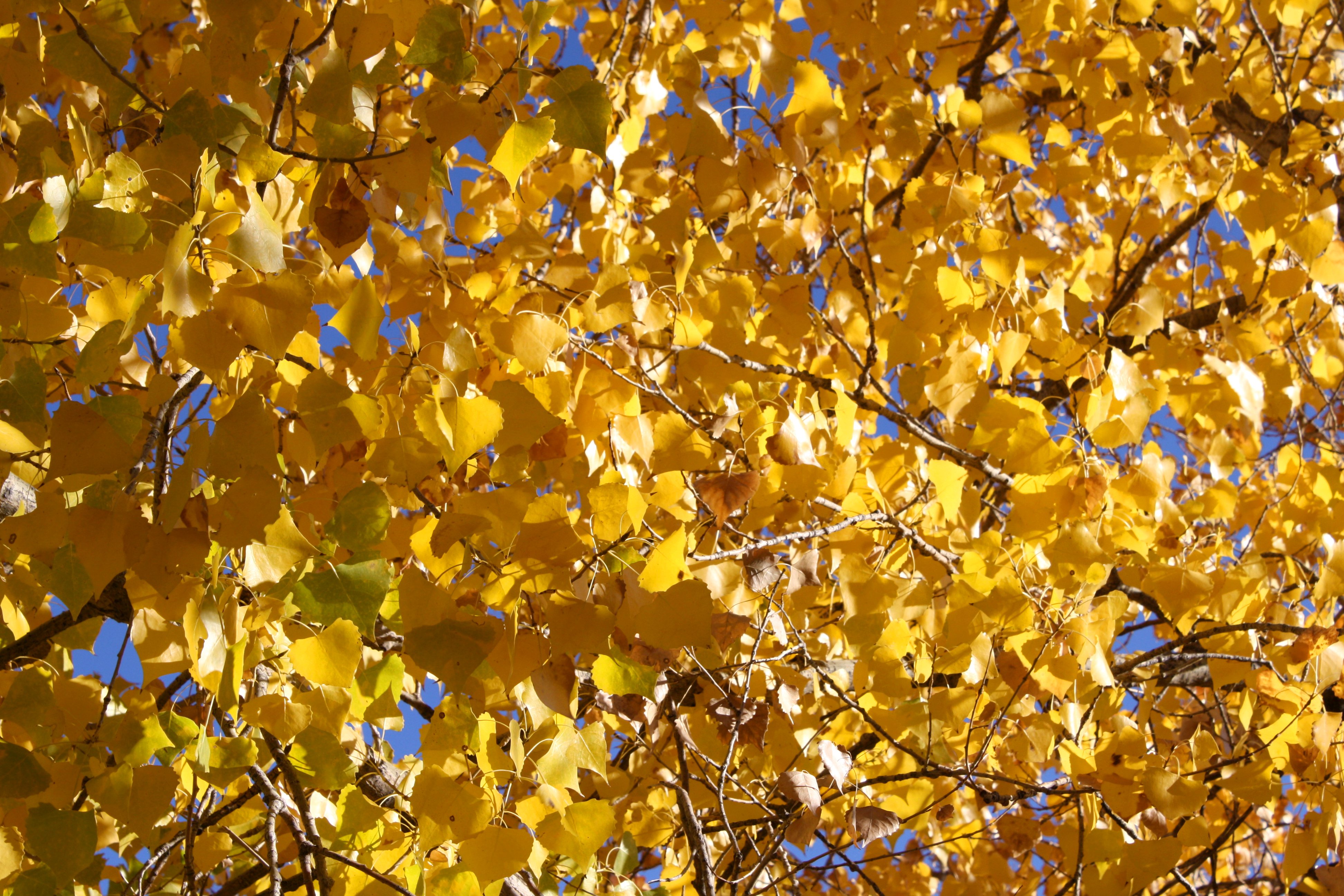 Yellow Fall Cottonwood Leaves Texture Picture | Free Photograph