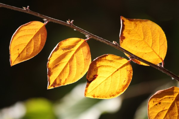 Golden Orange Fall Leaves in Sunlight Close Up - Free High Resolution Photo