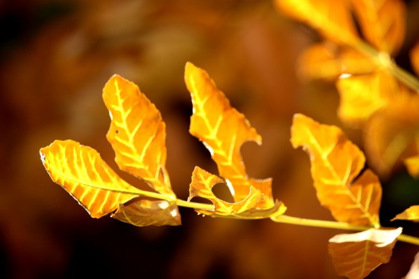 Sprig of Brown and Yellow Autumn Leaves - Free High Resolution Photo