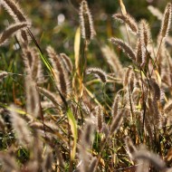 Wild Grass Seed Heads - Free High Resolution Photo