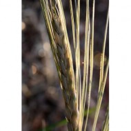 dried-grass-seed-head-macro-thumbnail