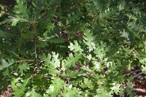 Scrub Oak Leaves Texture - Free High Resolution Photo
