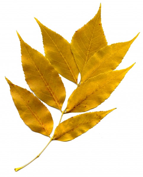 clip art gold leaf - photo #38