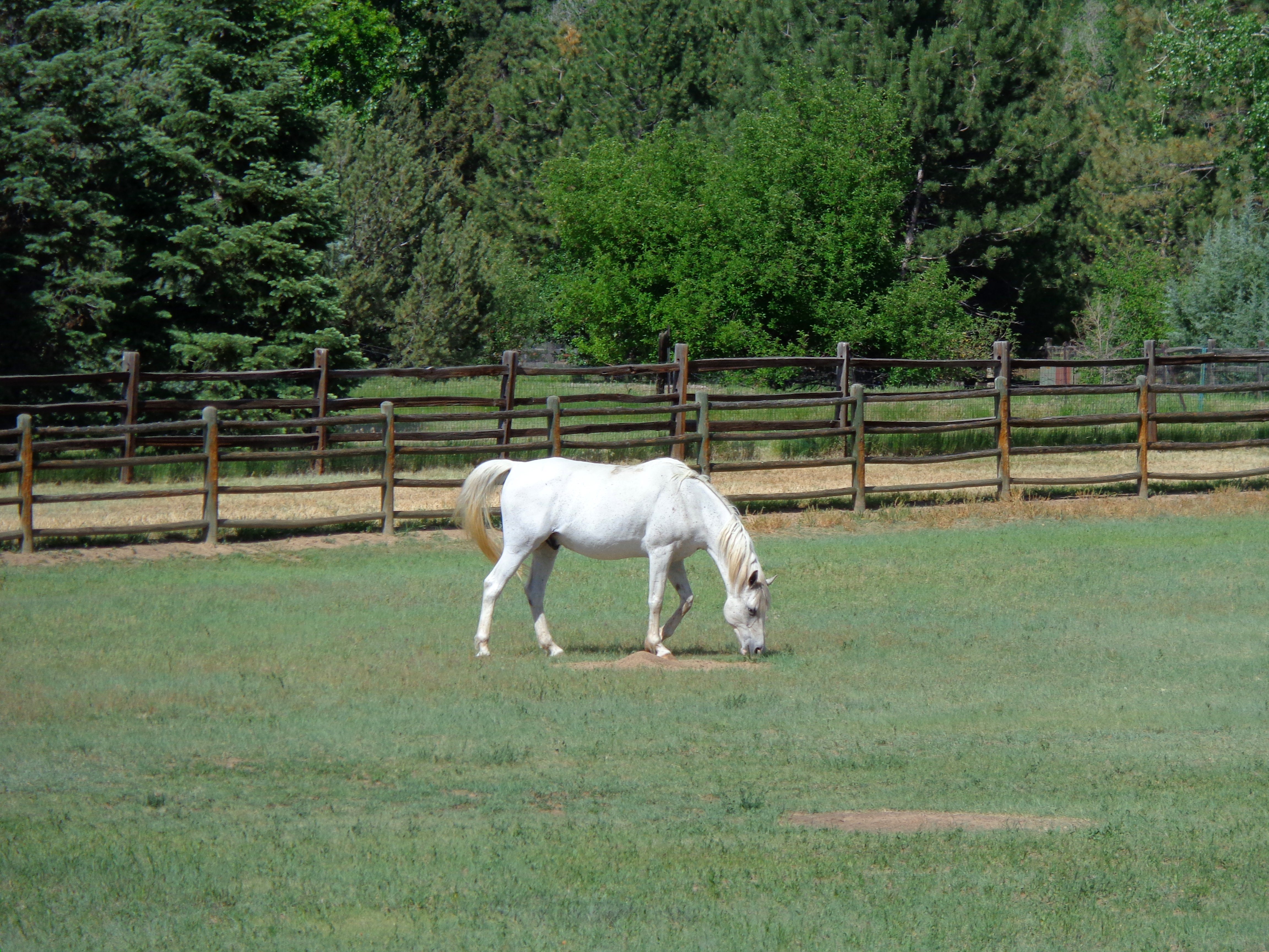 White Horse Grazing Picture | Free Photograph | Photos Public Domain