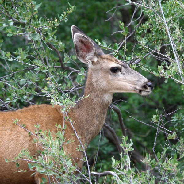 Mule Deer Side View - Free High Resolution Photo