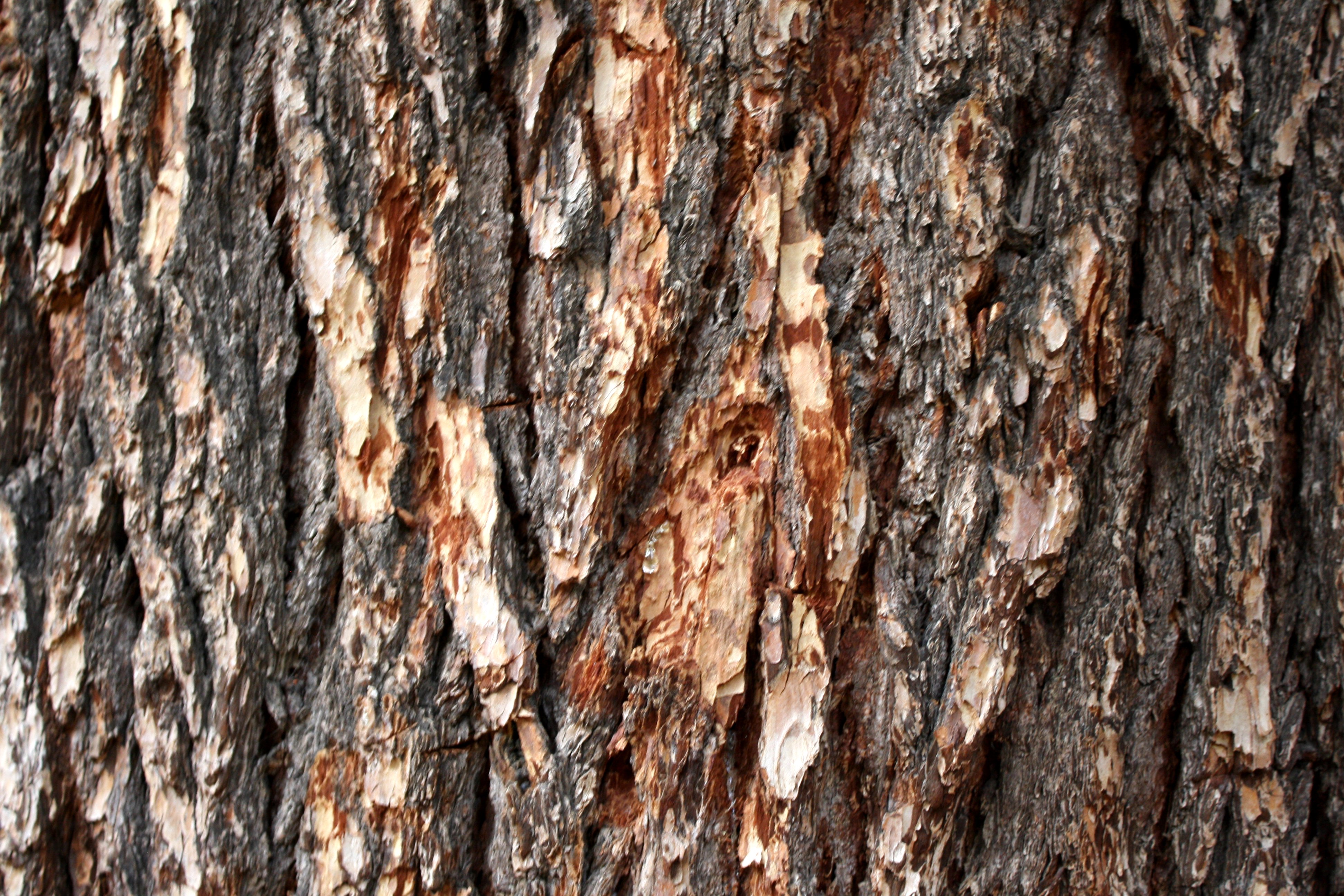 clipart tree bark - photo #48