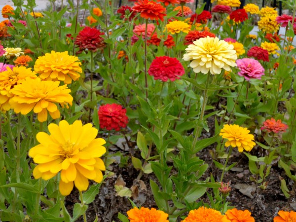 Colorful Zinnia Flowers - Free High Resolution Photo