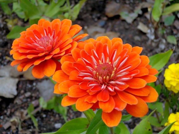 Orange Zinnia Flowers - Free High Resolution Photo