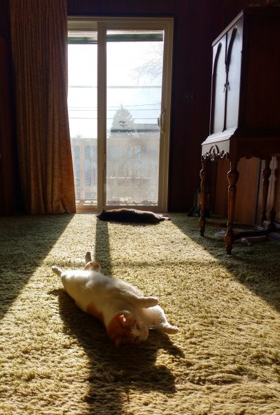 Cats Lounging in a Sunbeam - Free High Resolution Photo
