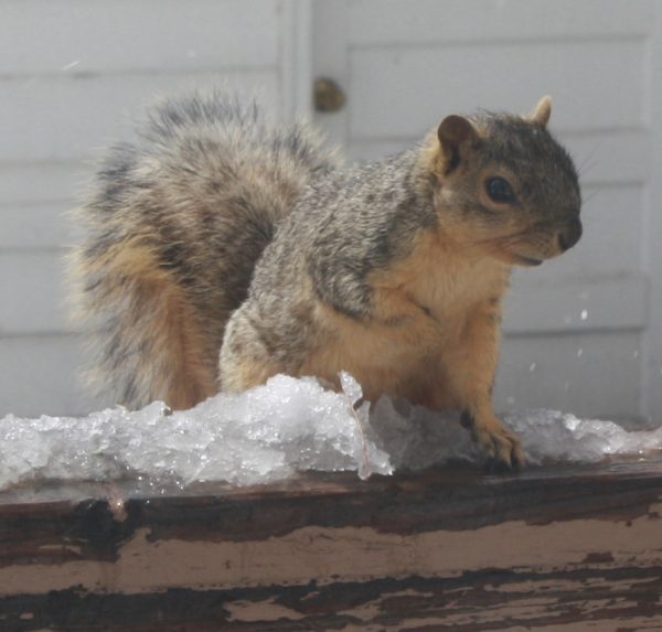Squirrel with Melting Snow - Free Photo