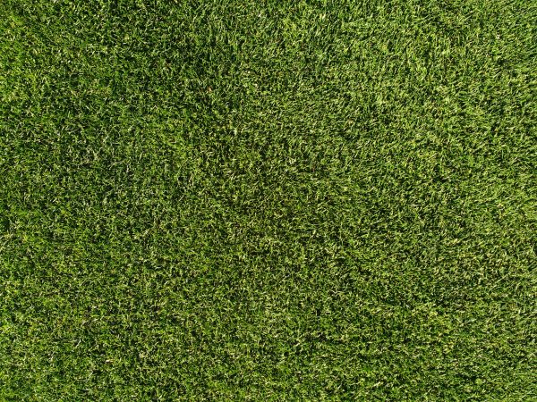 Grass Lawn Texture - Free High Resolution Photo