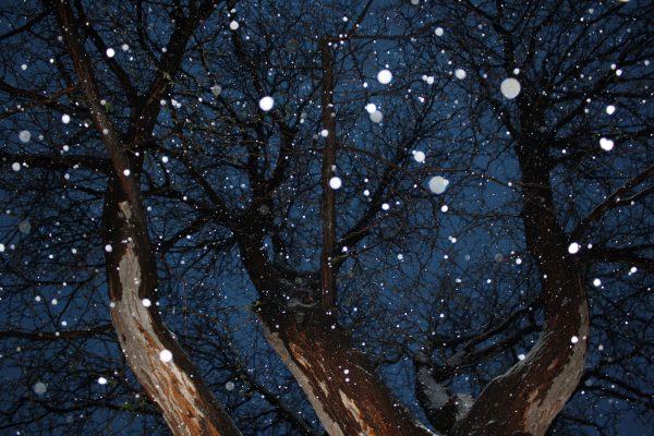 Tree from Below with Falling Snow - Free High Resolution Photo 