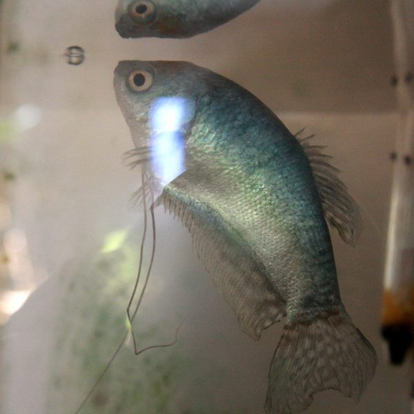 Blue Guorami Fish - Free High Resolution Photo
