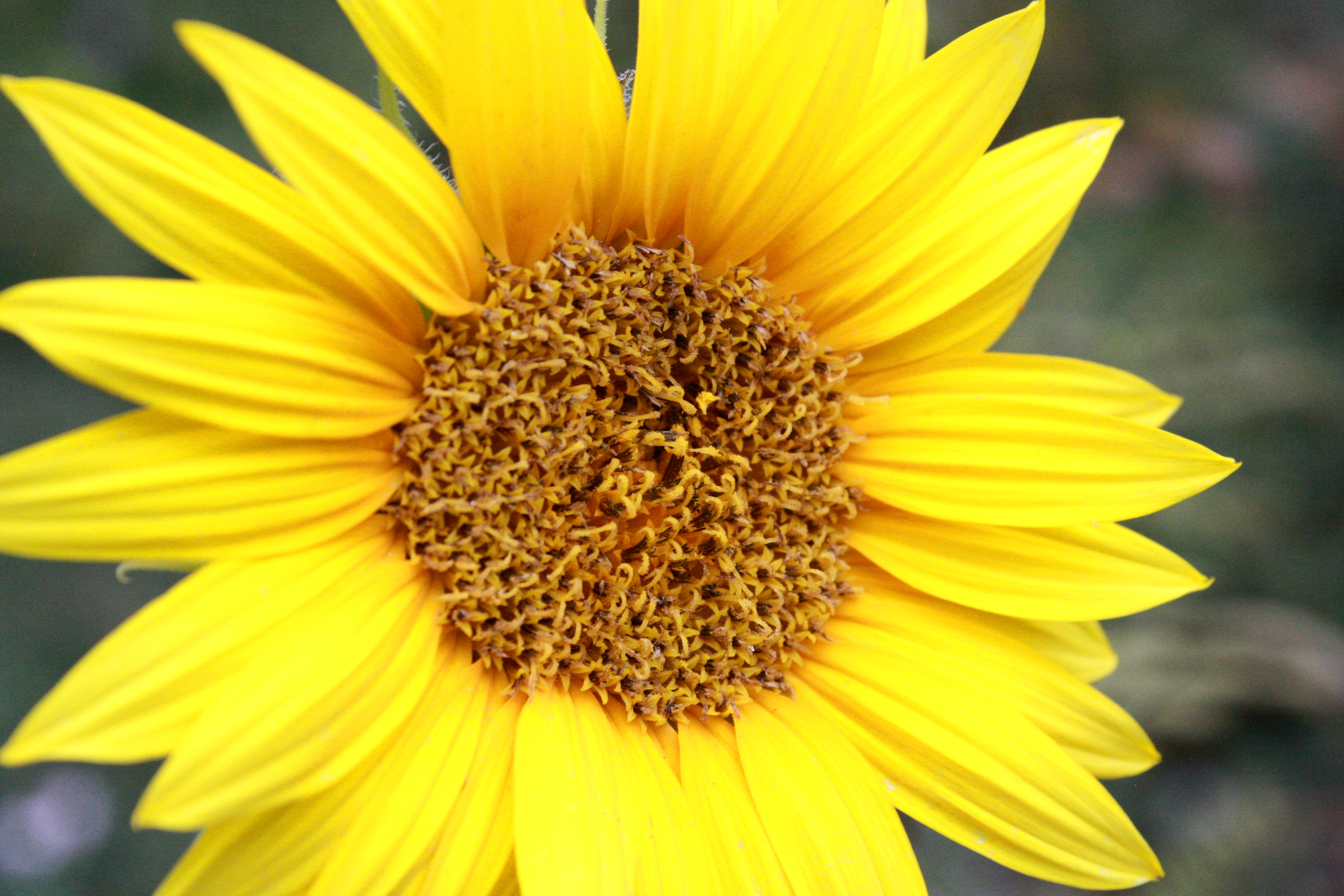 Yellow Sunflower Picture | Free Photograph | Photos Public ...